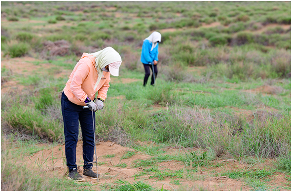 柠条长势良好。