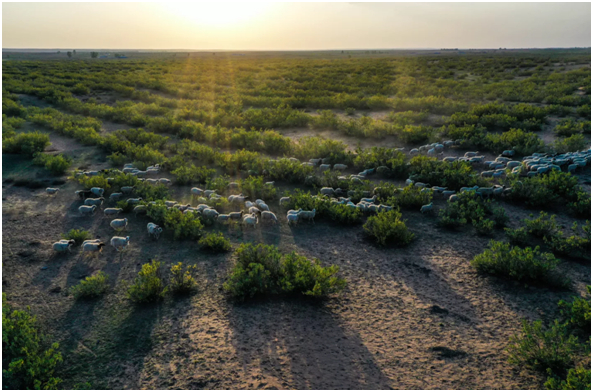 柠条郁郁葱葱，牛羊悠然自得。