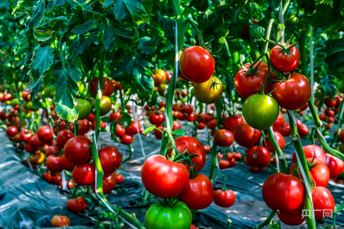 鲜艳水灵的西红柿挂满枝头(央广网发 赵俊 摄)
