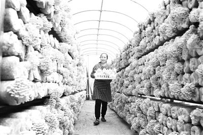 图为广西壮族自治区柳州市鱼峰区白沙镇新安村菌棚内的榆黄菇。 包华武摄