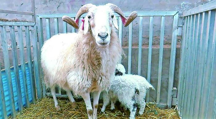 双胞胎祁连小藏羊和它们的妈妈。祁连县融媒体中心供图