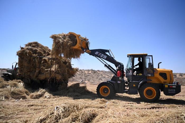   4月10日，在古浪县八步沙林场麻黄塘沙区，郭玺驾驶装草机转运压沙用的稻草。