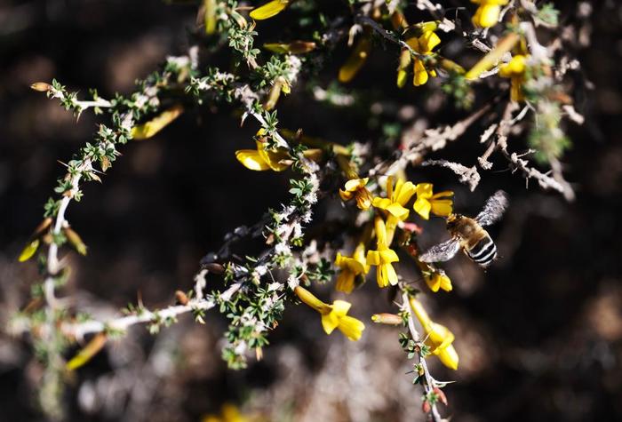   4月11日，在古浪县八步沙林场眼窝子沙治沙点，一只蜜蜂在采蜜。