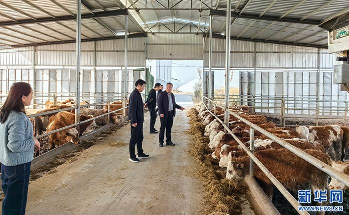 枣阳市畜牧科技特派团队在养殖场开展技术指导服务。新华网发（湖北省科技厅供图）