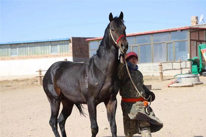 　阿拉德格尔朝格图努力学习马产业相关知识。