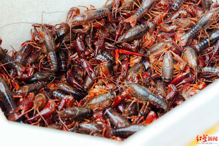 ▲市场里的小龙虾