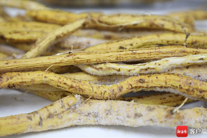 　　牛大力是科多年生藤本灌木植物，具有补虚润肺，强筋活络的功效，块根入药。记者 郑光平 摄