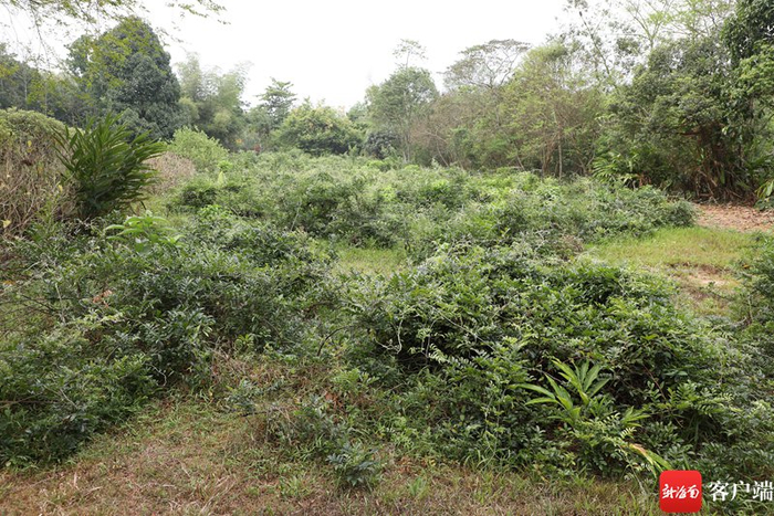 　　位于儋州的中国热科院品资所牛大力种质资源圃。记者 郑光平 摄