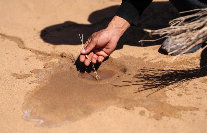   4月10日，在古浪县八步沙林场麻黄塘沙区，郭玺在沙漠里种植花棒。