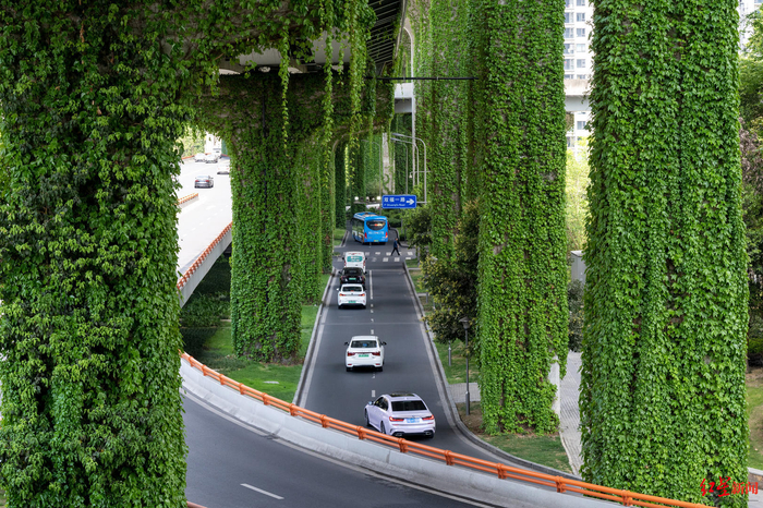 ▲4月11日，成都市双桥子立交下的爬山虎