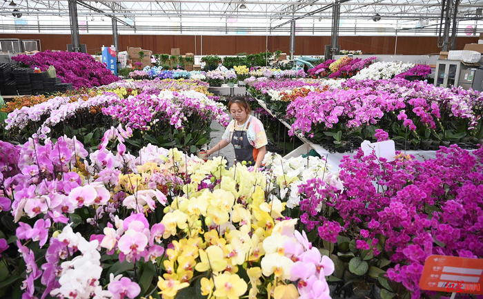 ▲成都世园会郫都分会场春天花乐园