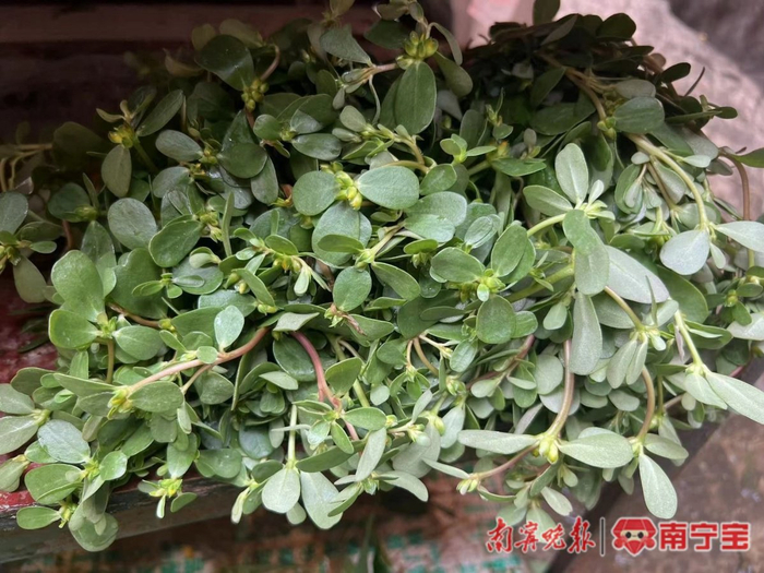 指甲菜。记者 宋延康 摄