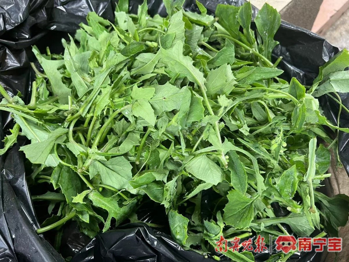 一点红。记者 宋延康 摄