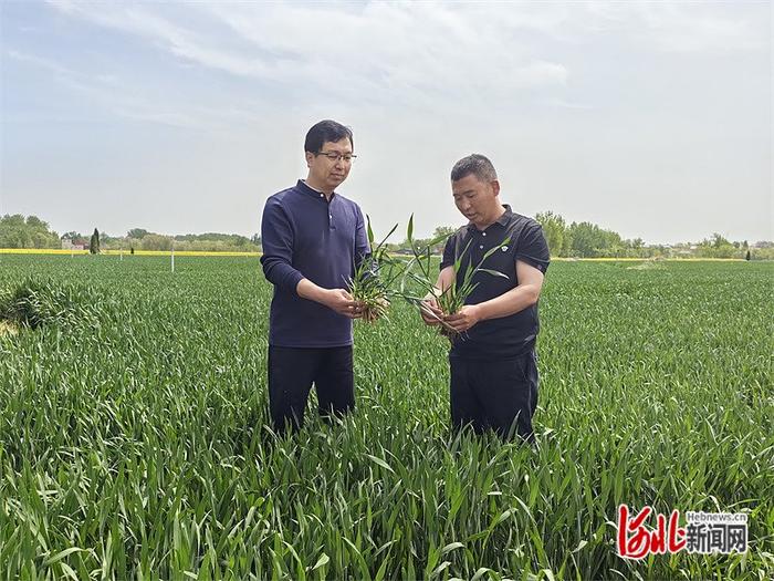 4月16日，魏县和顺会村党支部书记马斌（右）在麦田里察看小麦长势。 河北日报记者 郝东伟摄