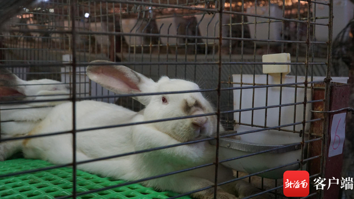 兔舍里的兔子。记者 余育桑 摄