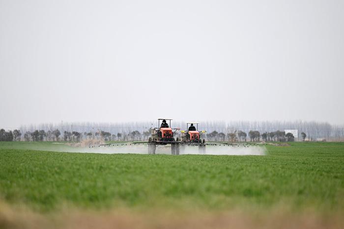 2024年3月13日，在安徽省蚌埠市五河县头铺镇，农民驾驶农机给小麦喷洒农药。新华社记者 黄博涵 摄