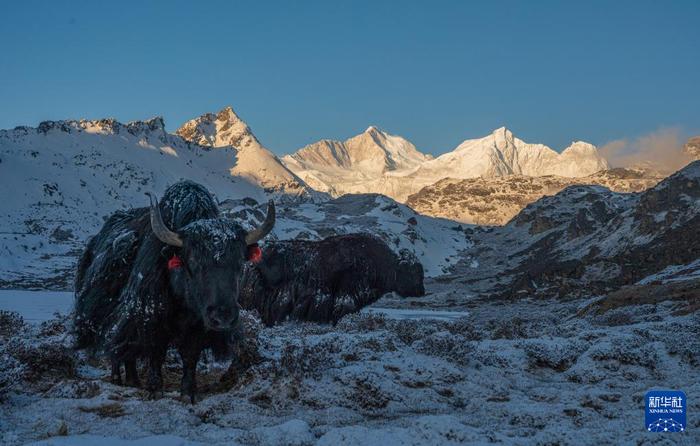 这是在嘎玛沟中拍摄的牦牛和雪山（4月17日摄）。新华社记者 丁增尼达 摄