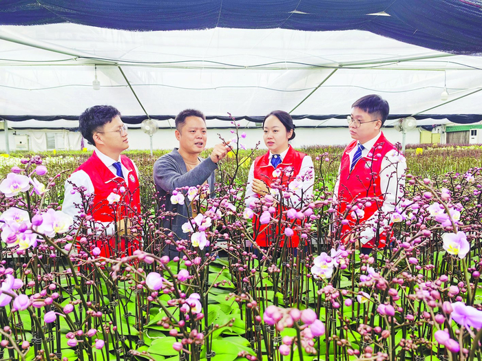 漳浦农商银行工作人员深入蝴蝶兰种植企业实地调研图/文  阚琨