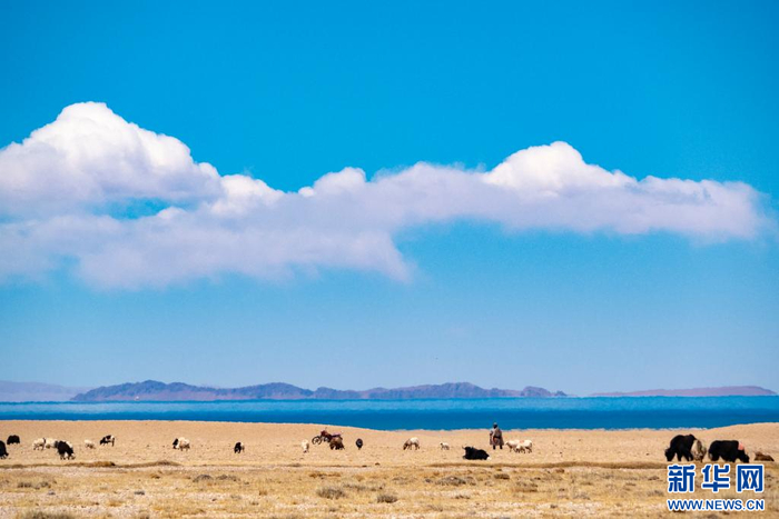 　　4月14日，在色林错国家级自然保护区拍摄的放牧人。新华网 旦增努布 摄