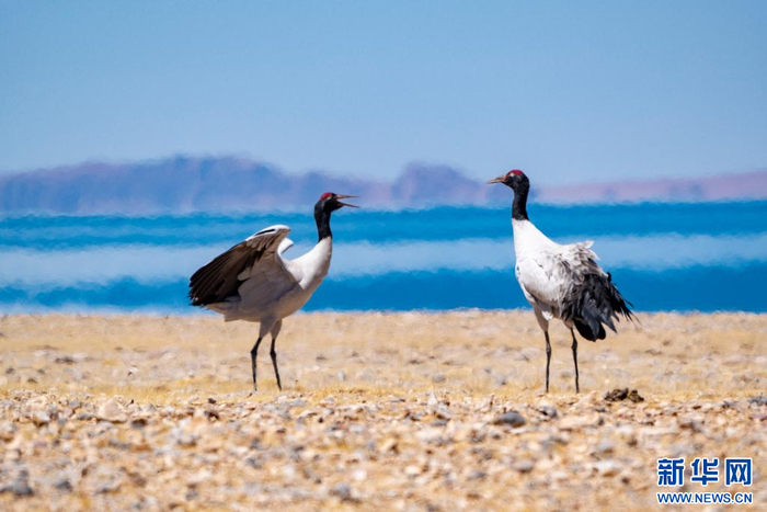 　　4月14日，在色林错国家级自然保护区拍摄的黑颈鹤。新华网 旦增努布 摄