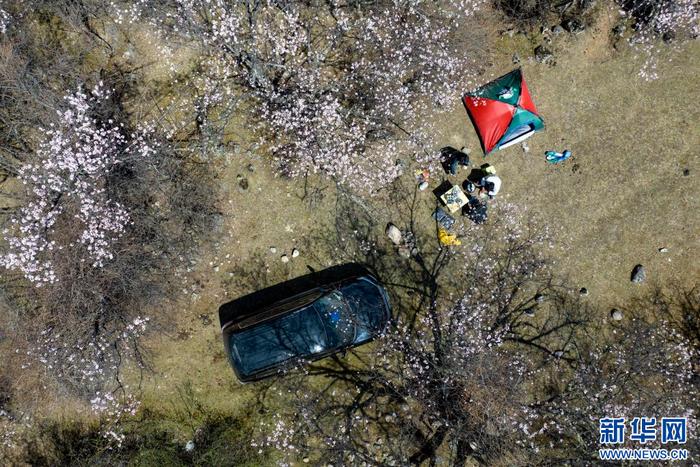 4月18日，群众在嘉黎县尼屋乡境内桃花间“过林卡”（无人机照片）。新华网 旦增努布 摄