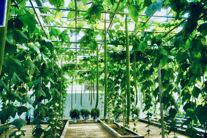 寿光菜博会上展示的特长丝瓜。新华社记者高天 摄