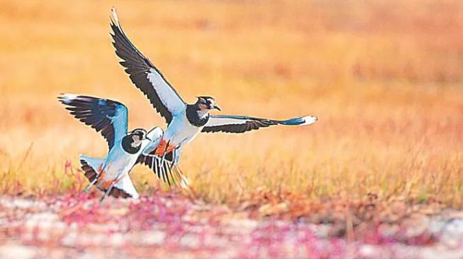 喇嘛甸湿地上两只凤头麦鸡比翼齐飞。图片来源：黑龙江日报
