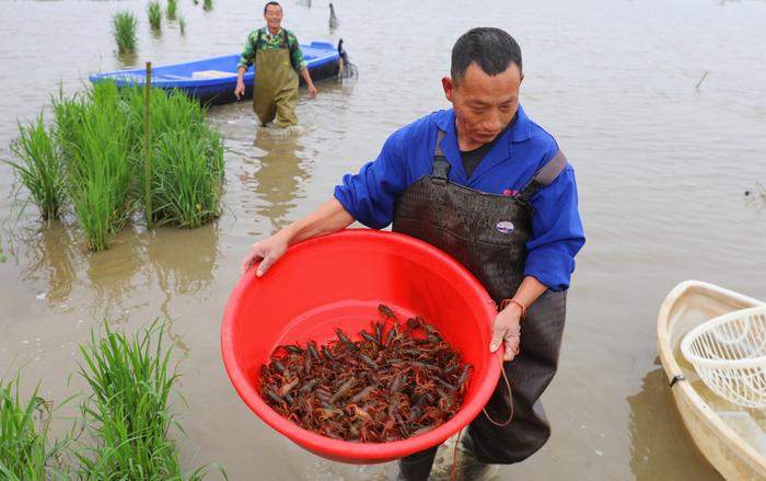 江西吉安：稻虾共作生态种养产业助力虾农增收