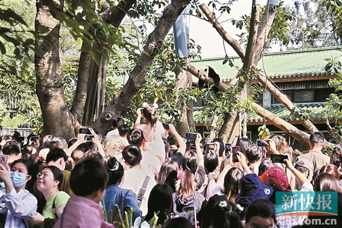 ■2023年“五一”期间广州动物园的情况。新快报记者 李小萌/摄