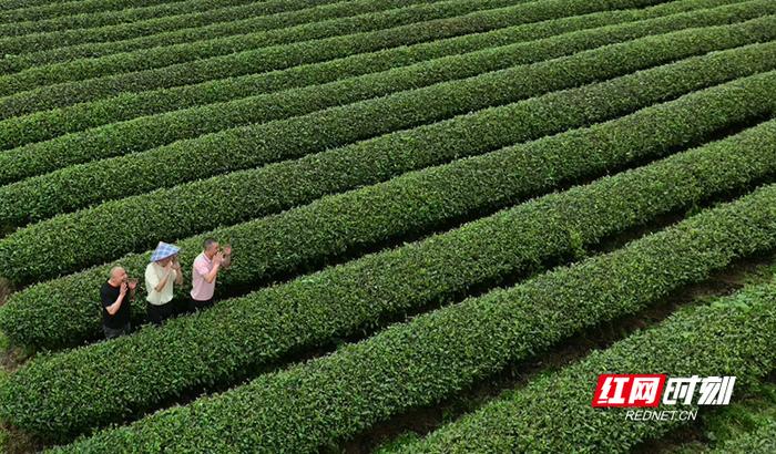 马上就到采茶期了，当地茶农们对今年的收成充满期待。