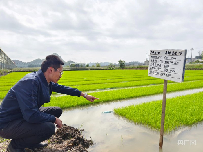 刘宗朝正查看秧苗长势(央广网记者  栾小琳  摄)走进黔南州长顺县的