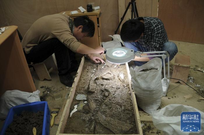 ↑上海博物馆的考古人员对福泉山遗址内出土的象牙权杖进行室内清理（2011年4月9日摄）。新华社发（上海博物馆供图）