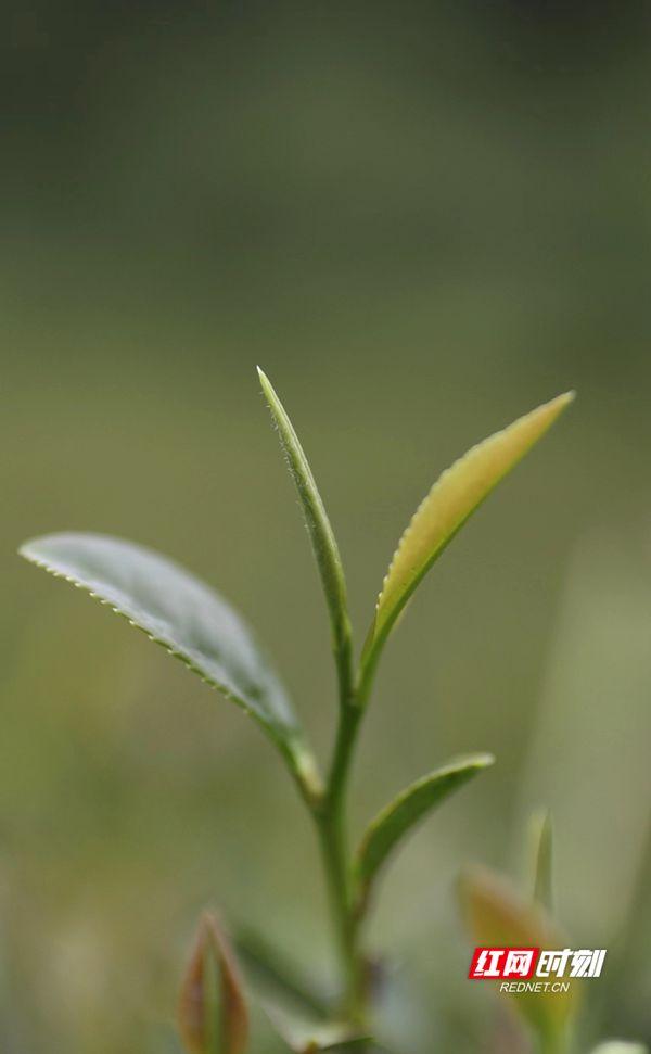 4月中旬，不少茶叶新梢已经达到可以采摘的三叶一芽了。