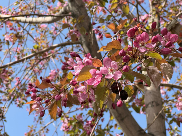新疆呼图壁县举行第七届海棠花季活动