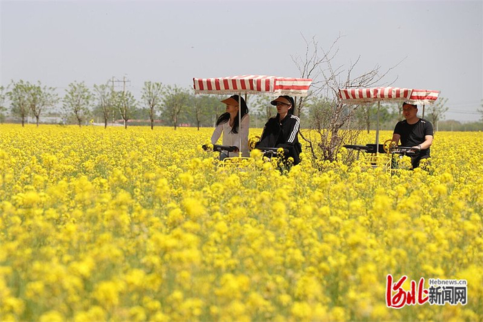 近日，安平县安平镇杨屯村的万亩油菜花竞相绽放，吸引众多游客前来赏花。 河北日报记者焦磊摄