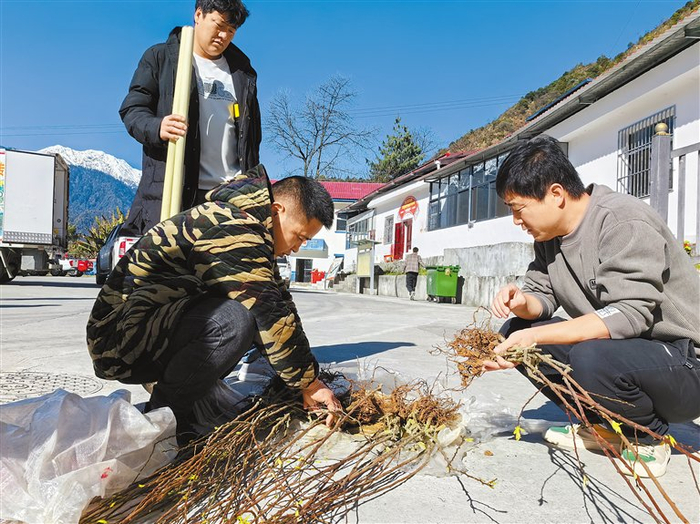 林芝市墨脱县格当乡开展油奈种植技术培训。记者 王敏 摄