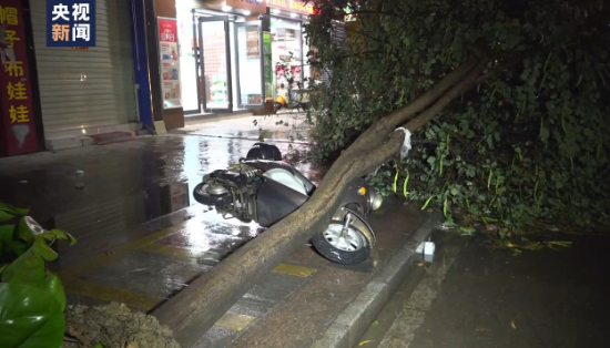 广西田林遭遇雷暴大风 树木倒伏多处积水