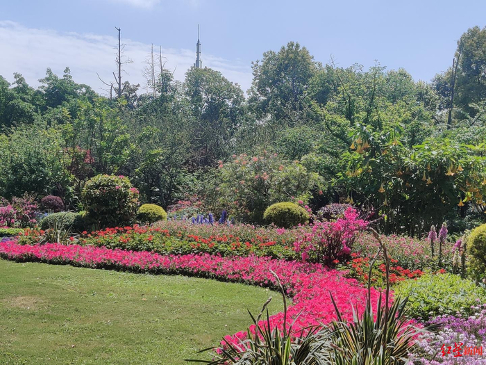 ▲人民东路绿化带上的“特色植物”