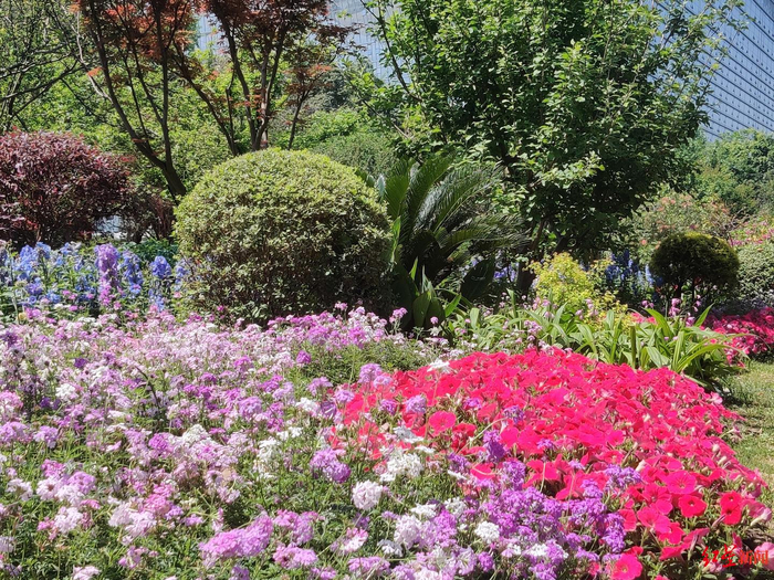 ▲锦悦西路绿地上的“特色植物”