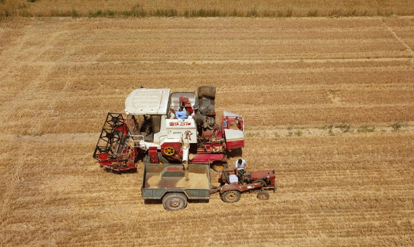 图2 在临邑县一块麦田里，联合收割机在收获小麦无人机照片新华社记者徐速绘摄