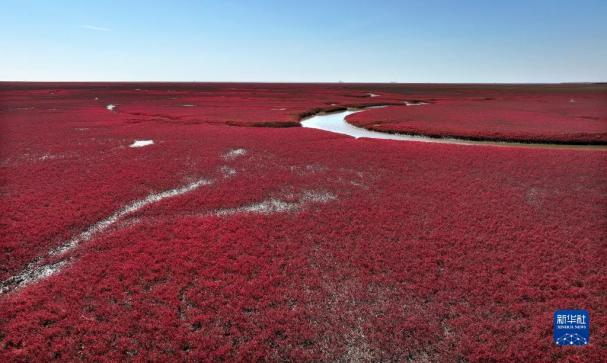 盘锦红海滩国家风景廊道景区内的红海滩（无人机照片）。新华社记者 姚剑锋 摄