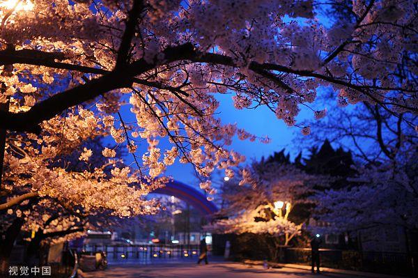 青岛中山公园夜景樱花（资料图，CFP）