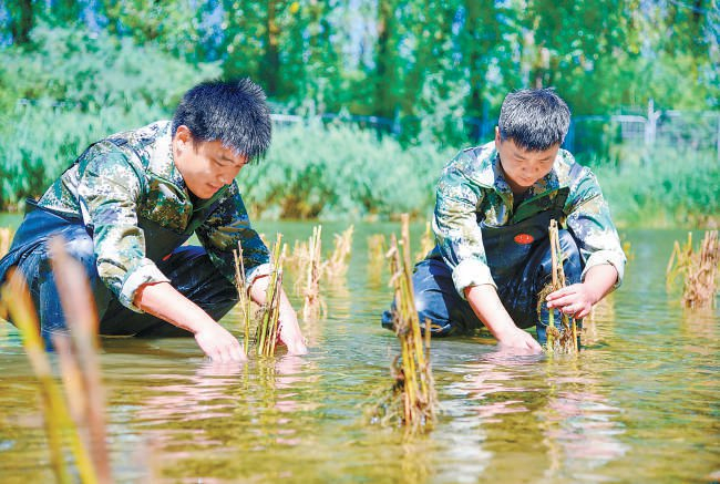 通过栽植湿生植物，改善水生态环境。 北京市密云水库管理处供图