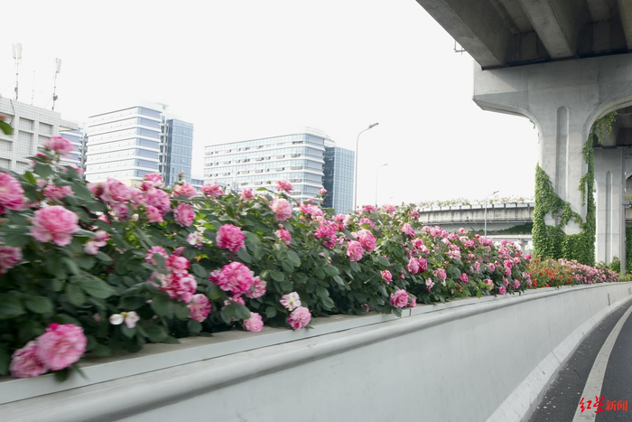 ▲二环高架上的月季 资料图
