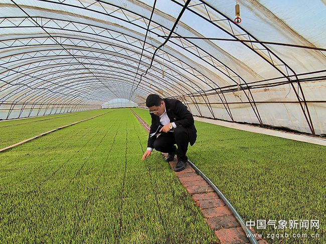 集贤县气象局农业气象服务小组在水稻种植专业合作社水稻育秧大棚查看秧苗长势 王春利 摄影