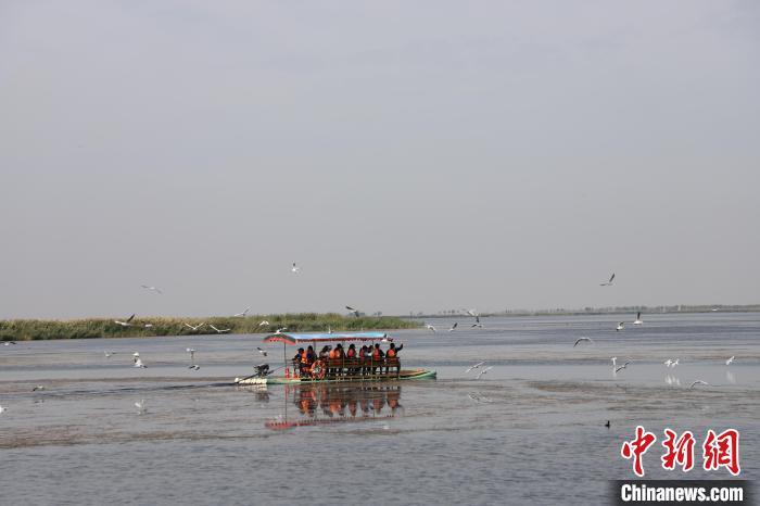图为游客在乌梁素海乘船旅行。(资料图)。张林虎摄