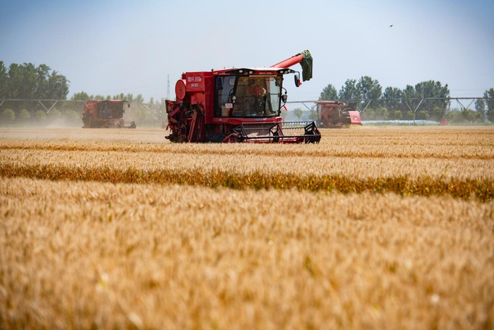 图4 在山东平原开展小麦机收大比武 郭庆萍摄