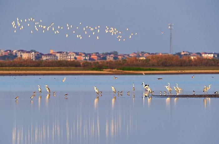 众多候鸟在江西鄱阳湖南矶湿地国家级自然保护区的湿地栖息。新华社记者 万象 摄