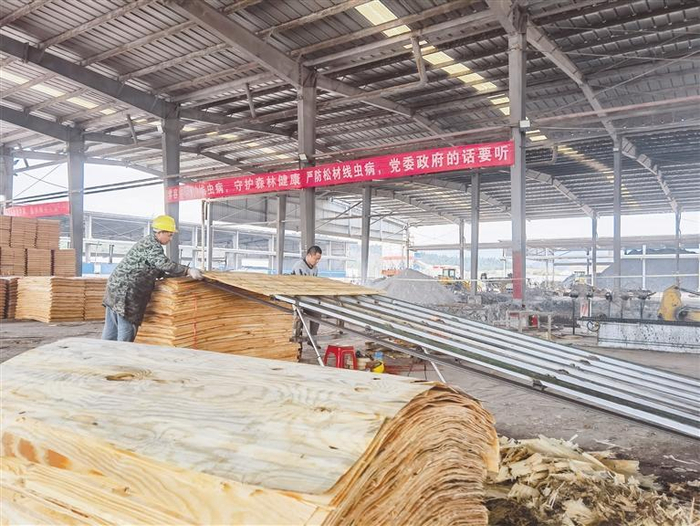     松桃自治县通过旋切，实现疫木无害化处理。 方春英 摄