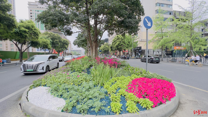 ▲成都人民东路绿化带上的“特色植物”